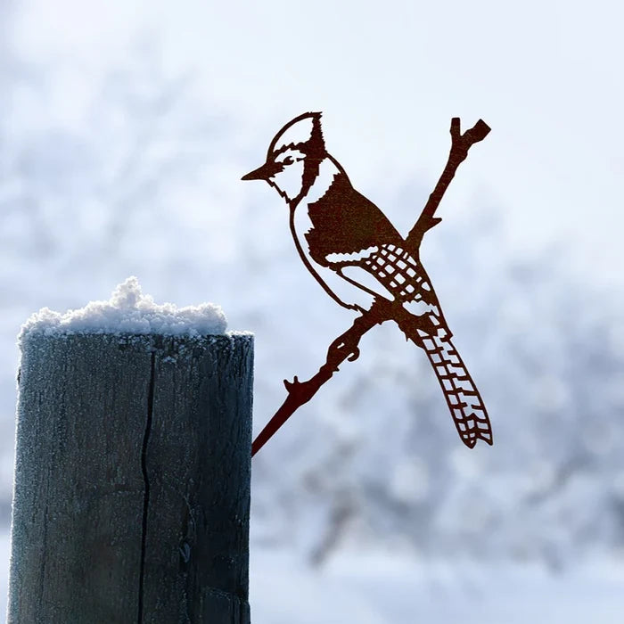 Blue Jay