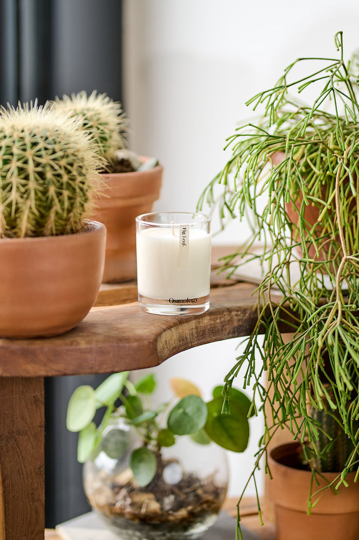 Fig Leaf Scented Candle