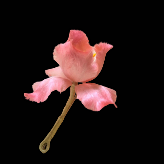 Handmade Ronghua Pink Iris Brooch | Soft Pink Mulberry Silk Velvet Bearded Iris Pin