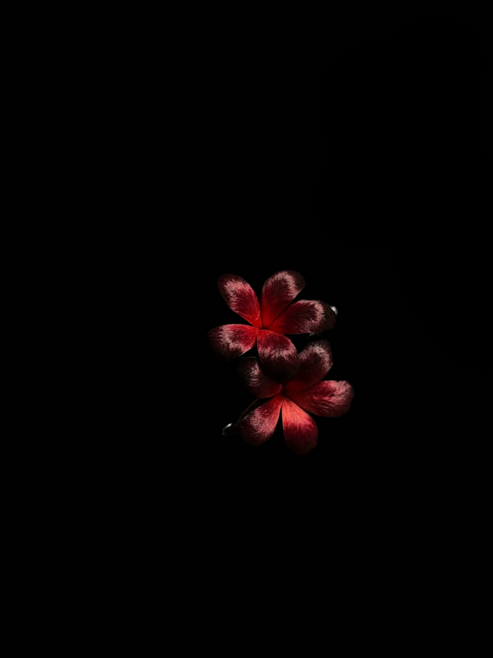 Handmade Ronghua Red-Black Double Flower Brooch | Mulberry Silk Velvet Gradient Blossom Pin